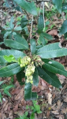 Comarostaphylis