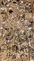 Lessingia nemaclada