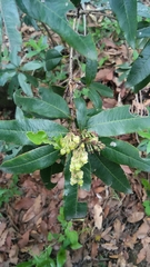 Comarostaphylis