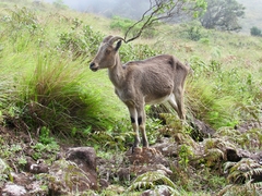 Nilgiritragus hylocrius