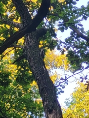 Dendrocopos major
