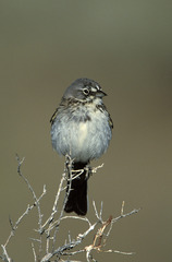 Artemisiospiza nevadensis