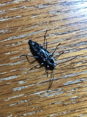 Sarosesthes fulminans