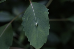 Neolasioptera impatientifolia