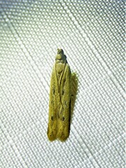 Mesophleps adustipennis