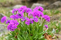 Primula nivalis