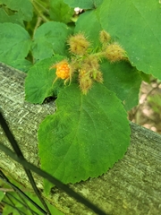Rubus phoenicolasius