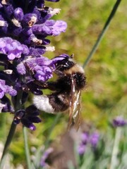 Bombus