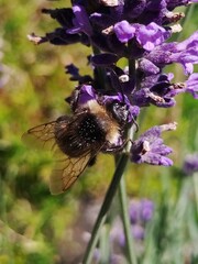 Bombus