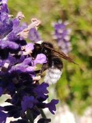 Bombus