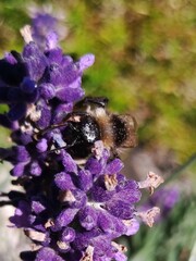Bombus