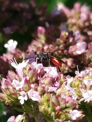Nomada