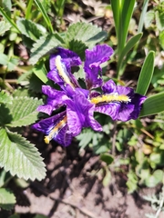 Iris kemaonensis