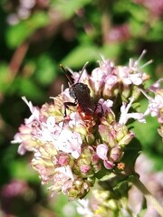 Nomada