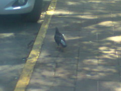 Columba livia