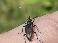 Brachyleptura