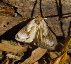 Chrysanympha formosa