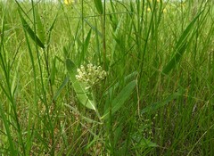 Asclepias lanuginosa
