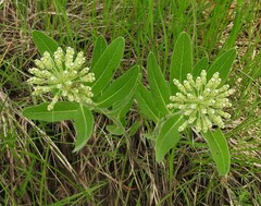 Asclepias lanuginosa