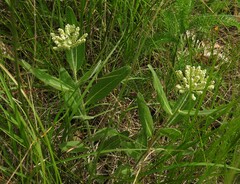 Asclepias lanuginosa