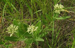 Asclepias lanuginosa