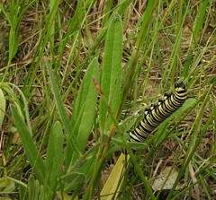 Asclepias lanuginosa