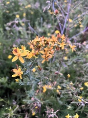 Hypericum perforatum
