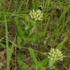 Asclepias lanuginosa