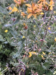 Hypericum perforatum