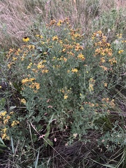 Hypericum perforatum