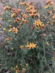 Hypericum perforatum