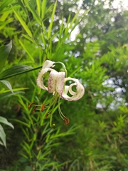 Lilium polyphyllum