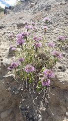 Monardella sheltonii