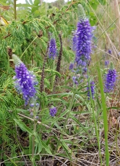 Veronica longifolia