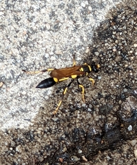 Sceliphron caementarium