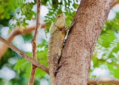 Calotes versicolor