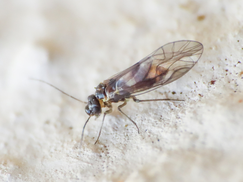 Bark lice photo 3