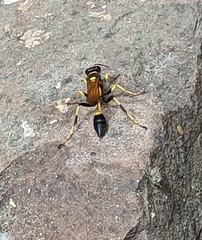 Sceliphron caementarium