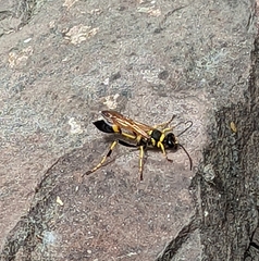 Sceliphron caementarium