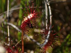 Drosera