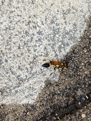 Sceliphron caementarium