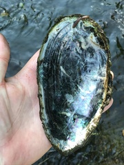 Anodonta cygnea