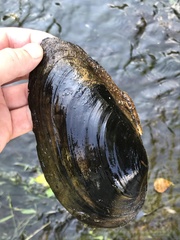 Anodonta cygnea