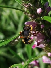 Anthidium manicatum