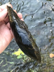 Anodonta cygnea