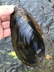 Anodonta cygnea