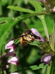 Anthidium manicatum