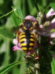 Anthidium manicatum