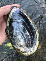 Anodonta cygnea