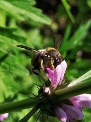 Anthidium manicatum